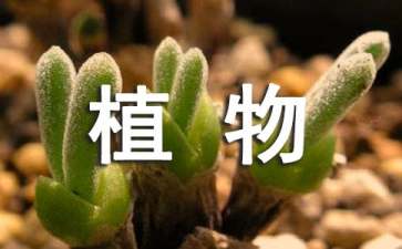 保護(hù)植物的倡議書